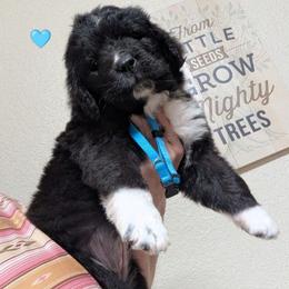 Newfoundland Female Lt. Blue Collar - White and black female Newfoundland puppy in Burfordville, Missouri from Umfleet Farms