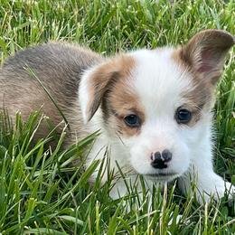 Colby - Red male Pembroke Welsh Corgi puppy in Mount Carmel, Tennessee from Hidden View Farm