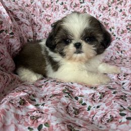 Tootsie - Gold and white female Shih Tzu puppy in Shawnee, Oklahoma from Black Velvet Shih Tzu
