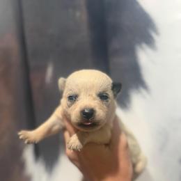 Kanga - Blue speckled female Australian Cattle Dog puppy in Rosharon, Texas from 4Surge Cattle Dogs