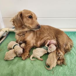 Dachshund puppies from CC's Dachshunds