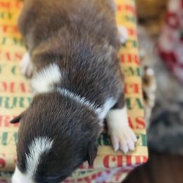 Latch x Lassie - Boy 3 - Red and white - White and red male Border Collie puppy in Minden, Iowa from Rocking N Registered Border Collies & Labradors