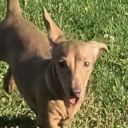 Bailey - Dachshund