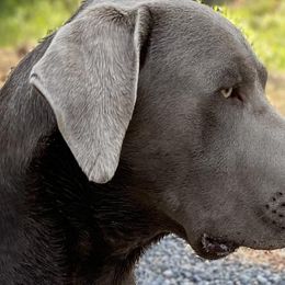 Dilute Retrievers, Labradoodles, and Labrador Retrievers from Bitterbrush Farm & Apiary