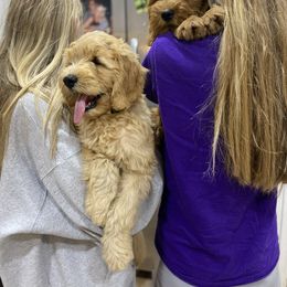 Goldendoodle Puppies from Whidbey Goldendoodles