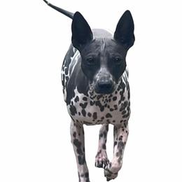 Kindle - American Hairless Terrier
