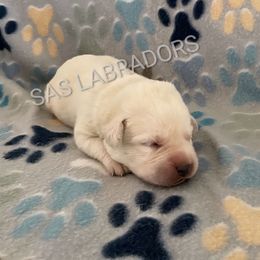 Girl 2 - Yellow female Labrador Retriever puppy in Palmdale, California from Sweet As Sugar Labradors