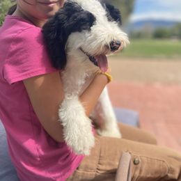 Gelato - Black and white female Bernedoodle puppy in Douglas, Arizona from Starry-Eyed Mini Aussies with Tails