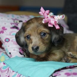 Dachshund Puppies from Mini Doxies R Us
