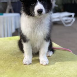 Border Collie Puppies from Bold North Border Collies