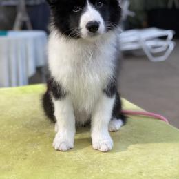 Border Collie Puppies from Bold North Border Collies