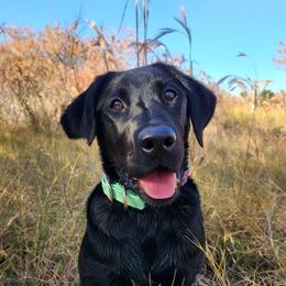 Scully - Labrador Retriever