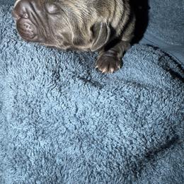 Female 3 - Gray female Cane Corso puppy in Pearland, Texas from Lonestar Corso Kennels