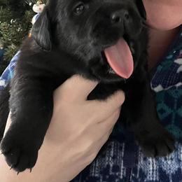 Black female - Yellow female Labrador Retriever puppy in Hoosick Falls, New York from Findaway Labradors
