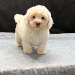 Frosty - White male Havapoo puppy in Lancaster, South Carolina from 3 Bs Havanese-PUPPIES with  PURPOSE