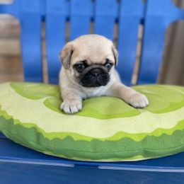 Pug Puppies from Briggs Family Pugs