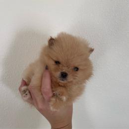 Nutter butter - Orange male Pomeranian puppy in Rockledge, Florida from Skye pomeranians