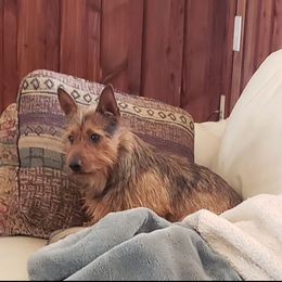 Australian Terrier and Cairn Terrier All Grown Up from Cedar Forrest Terriers LLC (Cairns & Australian Terriers)