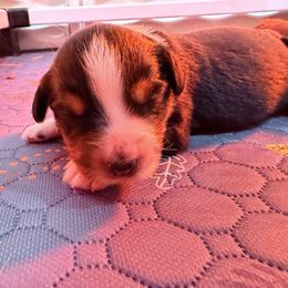 Boy 2 - Black tri male Miniature Australian Shepherd puppy in Arcadia, Indiana from Sunset Cowgirl Mini Aussies