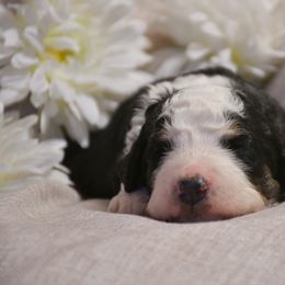 Boy 4 - Bernedoodle puppy in Enterprise, Oregon from Mountain Top Bernedoodles