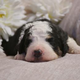 Boy 4 - Bernedoodle puppy in Enterprise, Oregon from Mountain Top Bernedoodles