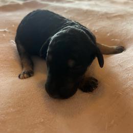 Elowen - Phantom female Poodle puppy in Vaughn, Montana from 406 Poodles