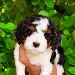 Snap - Tri-color male Cavapoo puppy in Salt Lake City, Utah from SunnySide Mini Doodles
