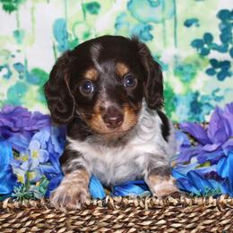 Sam- AKC Limited - Chocolate and tan male Dachshund puppy in Corbin, Kentucky from White River Valley Kennel