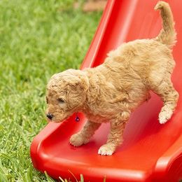 Goldendoodle All Grown Up from We R Mini Doodles