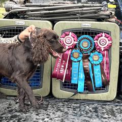 Layla - Boykin Spaniel