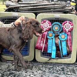 Layla - Boykin Spaniel