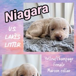 Niagara - Yellow or Champagne Female - Maroon Collar - Champagne female Dilute Retriever puppy in Roberts, Wisconsin from Loving Loyal Labs