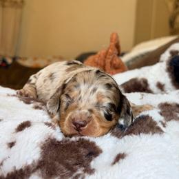Woody - Dapple male Dachshund puppy in Hornbeck, Louisiana from A&Z Mini Dachshunds