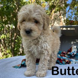 Aussiedoodle, Bernedoodle, Bernese Mountain Dog, and Sheepadoodle Puppies from Draper Mountain Doodles