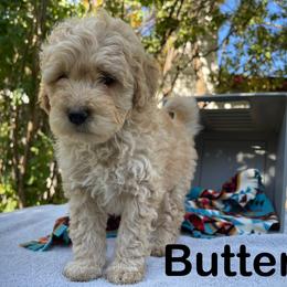Aussiedoodle, Bernedoodle, Bernese Mountain Dog, and Sheepadoodle Puppies from Draper Mountain Doodles