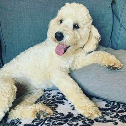 Goldendoodles from Kentucky Gold Mini Doodles