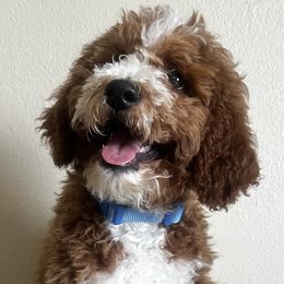 Goldendoodles and Poodles from Wischmeier’s Doodles