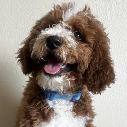 Goldendoodles and Poodles from Wischmeier’s Doodles