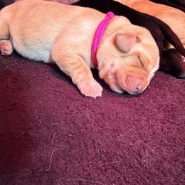 Dark Pink - Yellow female Labrador Retriever puppy in Manchester, Maryland from TMK Labradors
