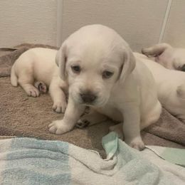 Boy 7 - Yellow male Labrador Retriever puppy in Hutto, Texas from Texas Bluebonnet Labs