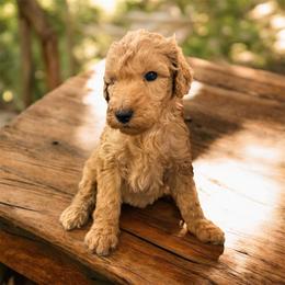 Belle - Apricot female Goldendoodle puppy in Macclenny, Florida from Baker County Goldendoodles