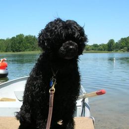 Portuguese Water Dogs from Agua Viva