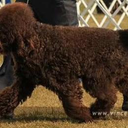 Affenpinschers, Barbets, and Tibetan Terriers from Gemms Kennels Tibetan Terriers