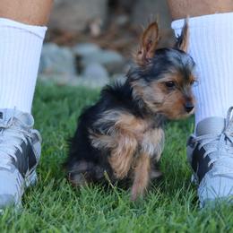 Perry - Black and tan male Yorkshire Terrier puppy in Ceres, California from Mr.Yorkie
