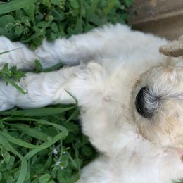 Winter - Poodle puppy in Morrison, Tennessee from Country Road Homestead