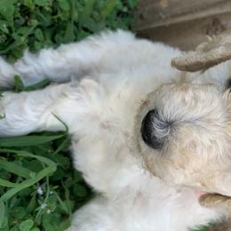 Winter - Poodle puppy in Morrison, Tennessee from Country Road Homestead