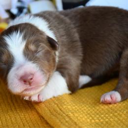 Honey - Red tri-color female Australian Shepherd puppy in Kirksville, Missouri from BellSharps Australian Shepherds