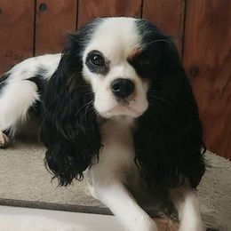 Phantom - Cavalier King Charles Spaniel