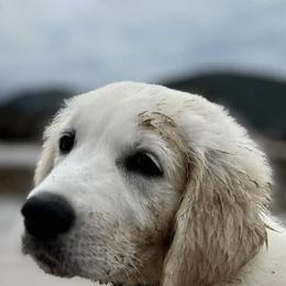 Golden Retriever Puppies from Graceful Goldens
