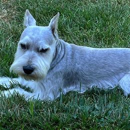 Miniature Schnauzers from Daniel Morlan